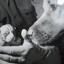 Akita-Inu Geschichte meiner Eltern